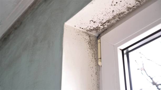 Mold Removal and Inspection in Lake Park, GA