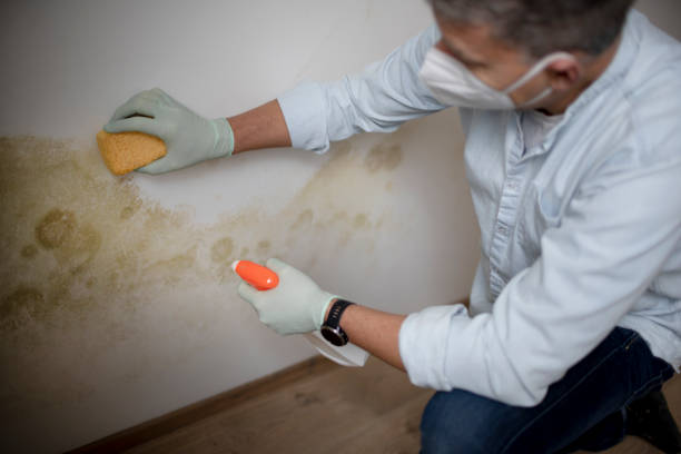 Best Toxic Mold Removal  in Lake Park, GA