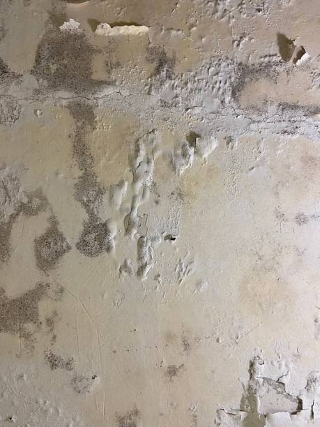 Best Residential Mold Removal  in Lake Park, GA