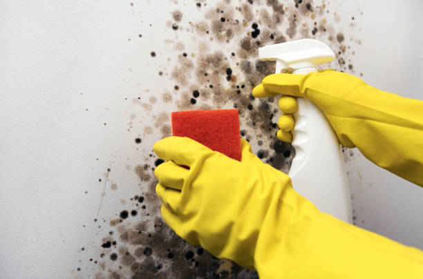 Crawl Space Mold Removal in Lake Park, GA